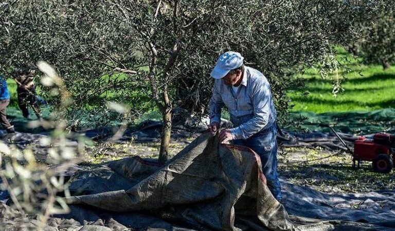 Κρήτη: Ποιοι παράγοντες οδήγησαν σε 50% μείωση στην ελαιοπαραγωγή – Στο Υπουργείο ο φάκελος για τις αποζημιώσεις