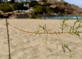 Ο Δήμος Σύρου - Ερμούπολης ενισχύει το φυσικό πράσινο στις παραλίες με 100 δενδρύλλια αλμυρικιών