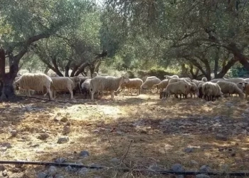 Συγκλονιστικές μαρτυρίες για τους εκβιασμούς στα Βορίζια: «Συμπεριφέρονταν σαν γκάνγκστερ»