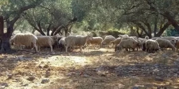 Συγκλονιστικές μαρτυρίες για τους εκβιασμούς στα Βορίζια: «Συμπεριφέρονταν σαν γκάνγκστερ»