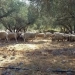 Συγκλονιστικές μαρτυρίες για τους εκβιασμούς στα Βορίζια: «Συμπεριφέρονταν σαν γκάνγκστερ»