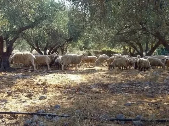 πρόβατα