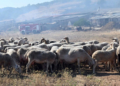 Σύσκεψη για τα μέτρα βιοασφάλειας απέναντι στον αφθώδη πυρετό στη Λέσβο