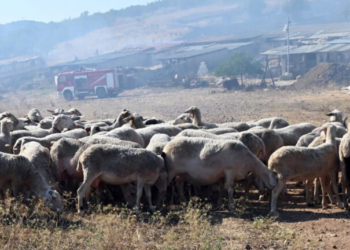 Σύσκεψη για τα μέτρα βιοασφάλειας απέναντι στον αφθώδη πυρετό στη Λέσβο
