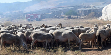 Σύσκεψη για τα μέτρα βιοασφάλειας απέναντι στον αφθώδη πυρετό στη Λέσβο