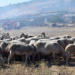 Σύσκεψη για τα μέτρα βιοασφάλειας απέναντι στον αφθώδη πυρετό στη Λέσβο