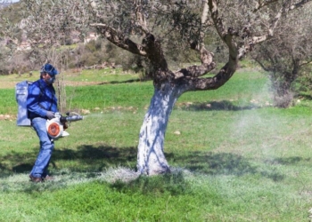 Από ποιες περιοχές ξεκινάει το πρόγραμμα δακοκτονίας στο νομό Ηρακλείου