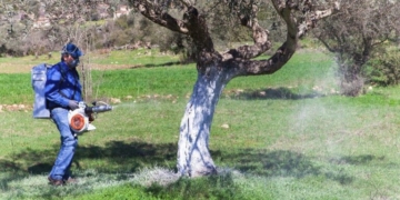 Από ποιες περιοχές ξεκινάει το πρόγραμμα δακοκτονίας στο νομό Ηρακλείου