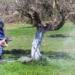 Από ποιες περιοχές ξεκινάει το πρόγραμμα δακοκτονίας στο νομό Ηρακλείου
