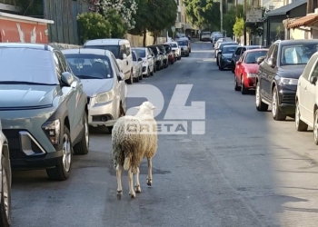 Ηράκλειο: Αδέσποτο… πρόβατο σουλατσάρει στους δρόμους!