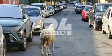 Ηράκλειο: Αδέσποτο… πρόβατο σουλατσάρει στους δρόμους!