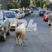 Ηράκλειο: Αδέσποτο… πρόβατο σουλατσάρει στους δρόμους!