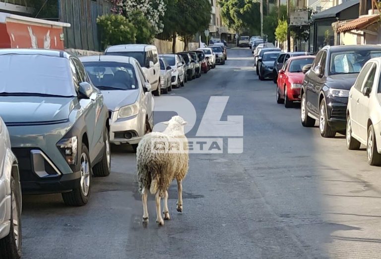 Ηράκλειο: Αδέσποτο… πρόβατο σουλατσάρει στους δρόμους!