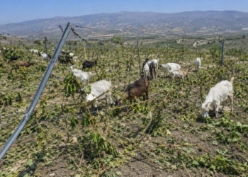 Kραυγή αγωνίας παραγωγού και φόβοι για αντίποινα: «Μας καταστρέφουν τα αμπέλια και φοβόμαστε να μιλήσουμε»