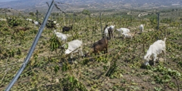 Kραυγή αγωνίας παραγωγού και φόβοι για αντίποινα: «Μας καταστρέφουν τα αμπέλια και φοβόμαστε να μιλήσουμε»