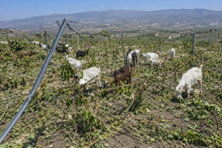 Kραυγή αγωνίας παραγωγού και φόβοι για αντίποινα: «Μας καταστρέφουν τα αμπέλια και φοβόμαστε να μιλήσουμε»