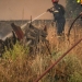 Πυροσβεστική: 44 δασικές πυρκαγιές το τελευταίο 24ωρο - Δύο συλλήψεις και ένα πρόστιμο στην Αττική