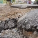 Σαλαμίνα: Σε τραγική κατάσταση το παραλιακό μέτωπο του Αιαντειου