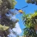 Σε ύφεση η φωτιά στην Κόρινθο - Ήχησε το 112 για εκκένωση της περιοχής Αμμόνι - Δείτε βίντεο
