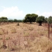 Βασίλης Σπανάκης στον ΣΚΑΪ: Ξεπέρασαν τις 765.000 τα καθαρισμένα οικόπεδα