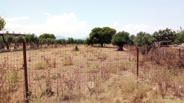 Βασίλης Σπανάκης στον ΣΚΑΪ: Ξεπέρασαν τις 765.000 τα καθαρισμένα οικόπεδα