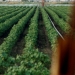 ΥΠΑΑΤ - ΑΑΔΕ: Εντολή καταβολής 617,4 εκατ. ευρώ σε 1.142.948 δικαιούχους για αγροτικές ενισχύσεις τον Ιούνιο