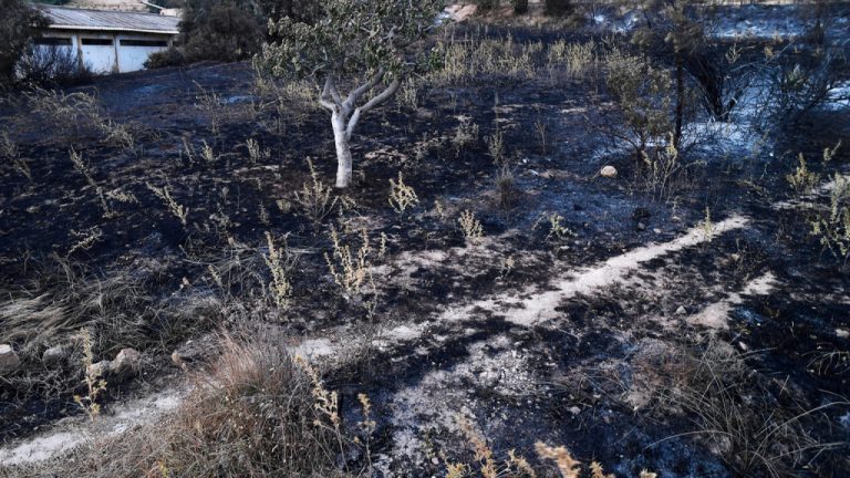 Αλγερία: Ζημιές σε 150 κατοικίες εξαιτίας πυρκαγιών - Εκκενώθηκε νοσοκομείο (Βίντεο)