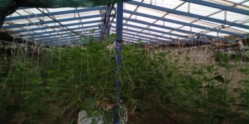 Από τα 640 δενδρύλλια κάνναβης στα Χανιά, στο θερμοκήπιο με τα 103 χασισόδεντρα στον Μυλοπόταμο έναν χρόνο μετά