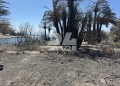 Αποκαλυπτικές εικόνες και βίντεο από το Φοινικόδασος της Πρέβελης: Τι άφησε πίσω της η καταστροφική πυρκαγιά