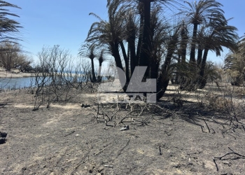 Αποκαλυπτικές εικόνες και βίντεο από το Φοινικόδασος της Πρέβελης: Τι άφησε πίσω της η καταστροφική πυρκαγιά