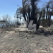 Αποκαλυπτικές εικόνες και βίντεο από το Φοινικόδασος της Πρέβελης: Τι άφησε πίσω της η καταστροφική πυρκαγιά