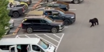 Αρκούδα προκάλεσε χάος σε πάρκινγκ του Τενεσί - Βίντεο τη δείχνει να τρέχει πίσω από πολίτες