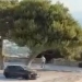 Χανιά: Αυτοκίνητο μπήκε στον χώρο των Τάφων των Βενιζέλων
