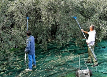 Δυσεύρετα και πανάκριβα τα εργατικά χέρια για το μάζεμα των ελιών στην Κρήτη