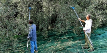 Δυσεύρετα και πανάκριβα τα εργατικά χέρια για το μάζεμα των ελιών στην Κρήτη