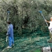 Δυσεύρετα και πανάκριβα τα εργατικά χέρια για το μάζεμα των ελιών στην Κρήτη