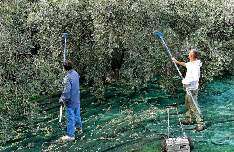 Δυσεύρετα και πανάκριβα τα εργατικά χέρια για το μάζεμα των ελιών στην Κρήτη