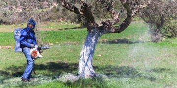 Έκκληση στους ελαιοπαραγωγούς της Κρήτης για τον δάκο