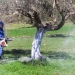 Έκκληση στους ελαιοπαραγωγούς της Κρήτης για τον δάκο