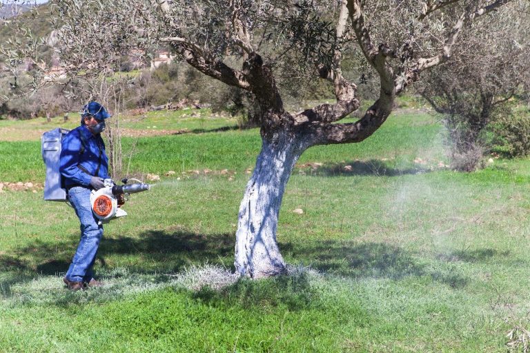 Έκκληση στους ελαιοπαραγωγούς της Κρήτης για τον δάκο