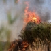 Φωτιά σε αγροτοδασική έκταση στον Ταρσό Βοιωτίας