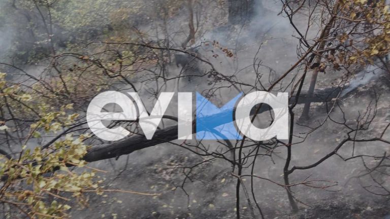 Φωτιά σε δασική έκταση στην Εύβοια – Δείτε εικόνες