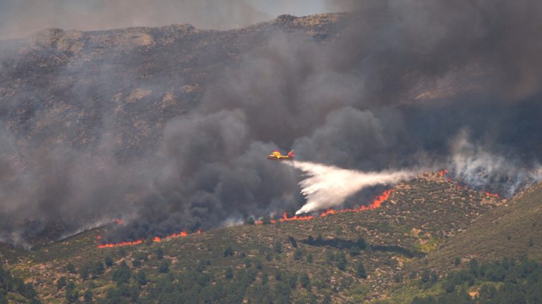 Γαλλία: Τα άγρια ζώα της Ζιρόντ κινδυνεύουν από τις φωτιές και την απώλεια του περιβάλλοντός τους