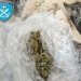 Ηράκλειο: Το δέμα με την κάνναβη δεν… ξέφυγε από τον σκύλο!