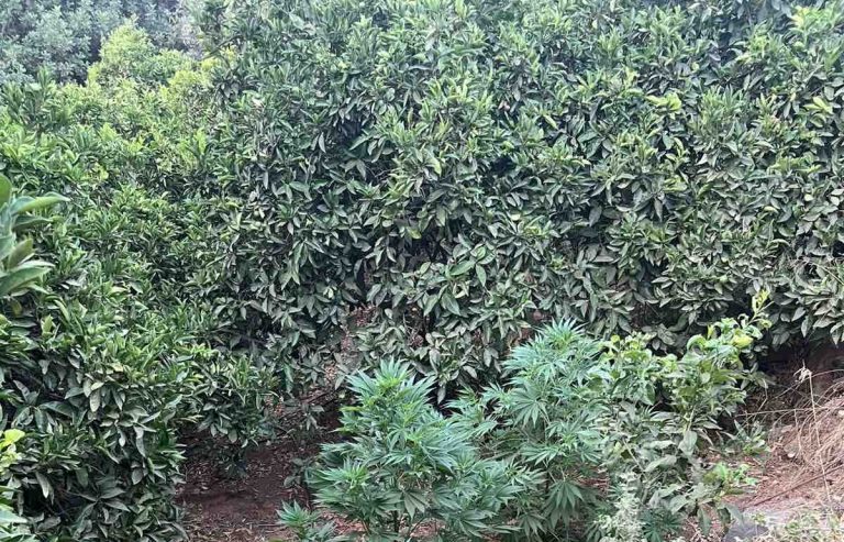 Μυλοπόταμος: Το χωράφι του 64χρονου είχε χασισοφυτείες και το σπίτι όπλα – Τι βρήκαν οι αστυνομικοί