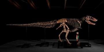 Ο «Γκας» ένας από τους πιο ολοκληρωμένους T-Rex, πουλήθηκε με ποσό ρεκόρ 50 εκατ. δολαρίων στη Νέα Υόρκη