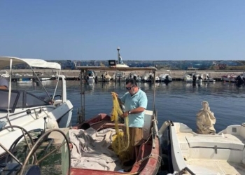Οι λαγοκέφαλοι «εξαφάνισαν» τα χταπόδια στην Κρήτη