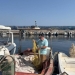 Οι λαγοκέφαλοι «εξαφάνισαν» τα χταπόδια στην Κρήτη