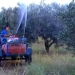 Πως προχωρά το πρόγραμμα δακοκτονίας στην Κρήτη