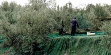 SOS για τις επιδοτήσεις των αγροτών – Η επιστολή της Ένωσης Ηρακλείου προς τον Υπουργό Ανάπτυξης